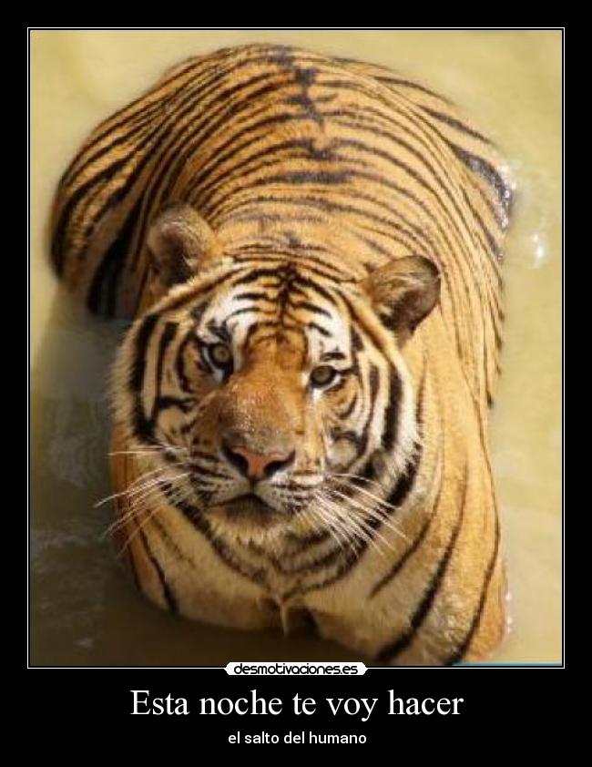 Esta noche te voy hacer - 