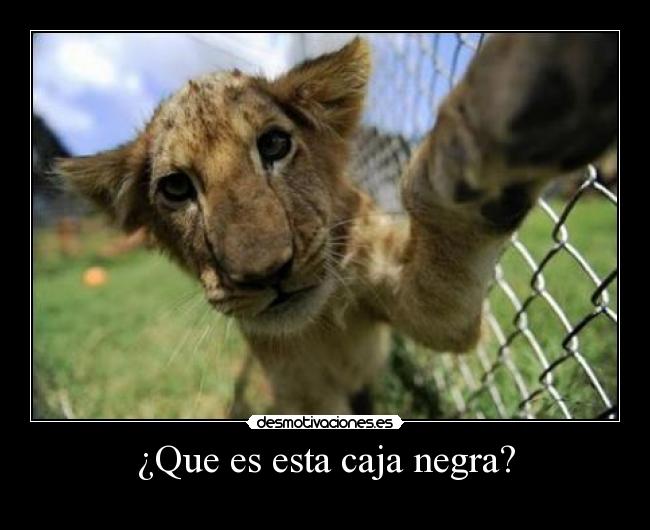 ¿Que es esta caja negra? -