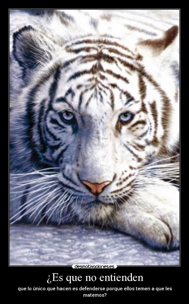 ¿Es que no entienden -