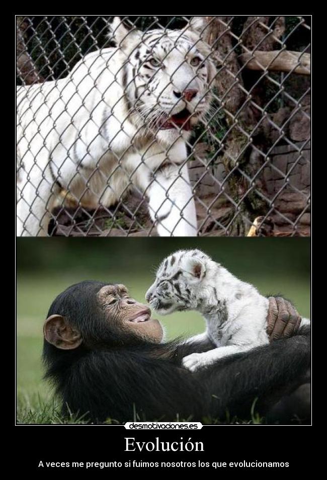 Evolución - A veces me pregunto si fuimos nosotros los que evolucionamos