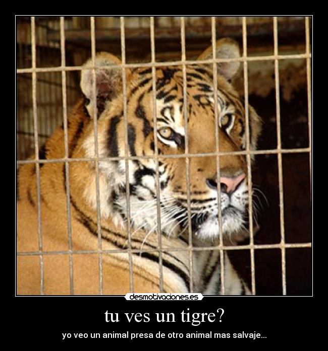 tu ves un tigre? - 