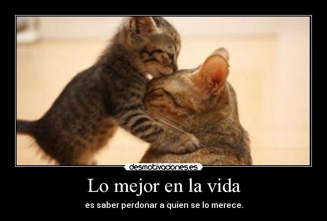 carteles vida cats desmotivaciones