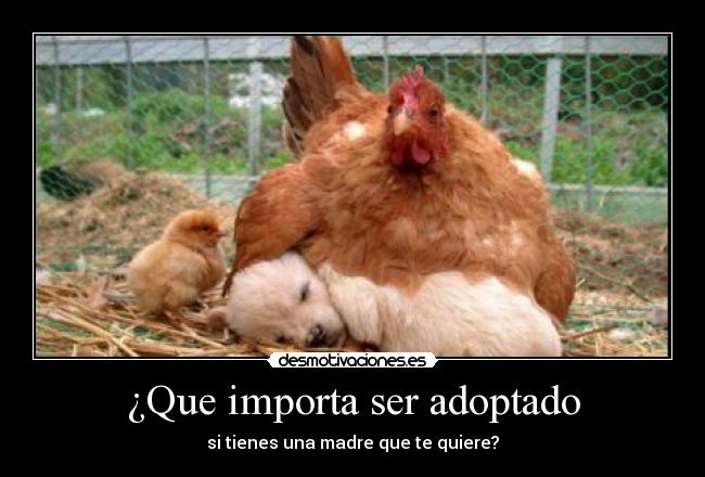¿Que importa ser adoptado - 