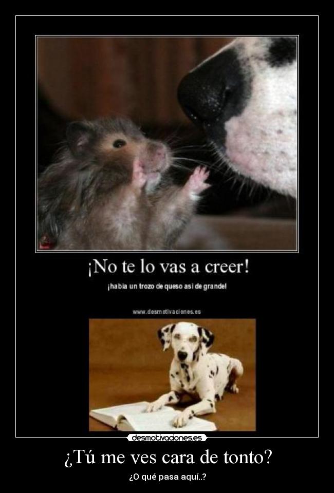 ¿Tú me ves cara de tonto? - ¿O qué pasa aquí..?