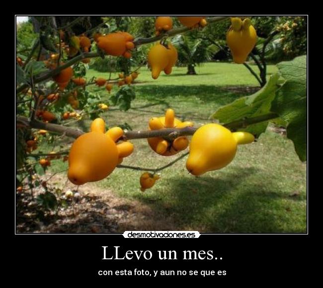 LLevo un mes.. - con esta foto, y aun no se que es