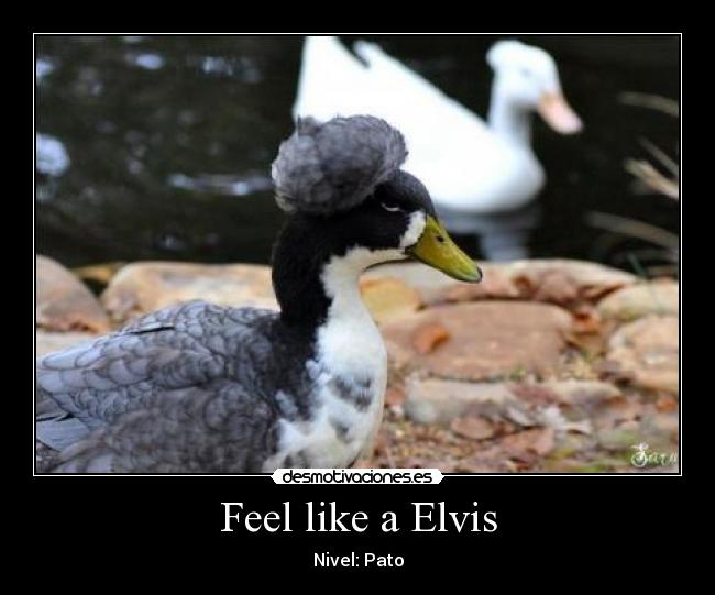 Feel like a Elvis - Nivel: Pato
