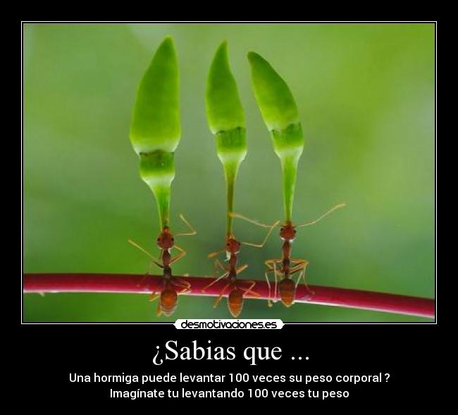 ¿Sabias que ... - 