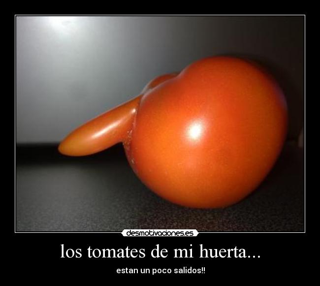 los tomates de mi huerta... - estan un poco salidos!!