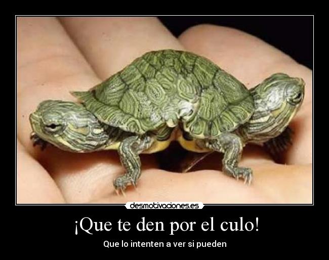 ¡Que te den por el culo! - Que lo intenten a ver si pueden