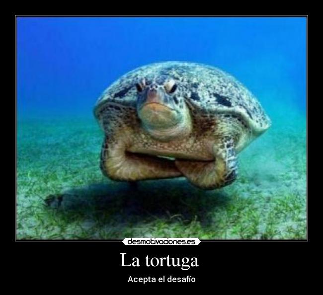 La tortuga -