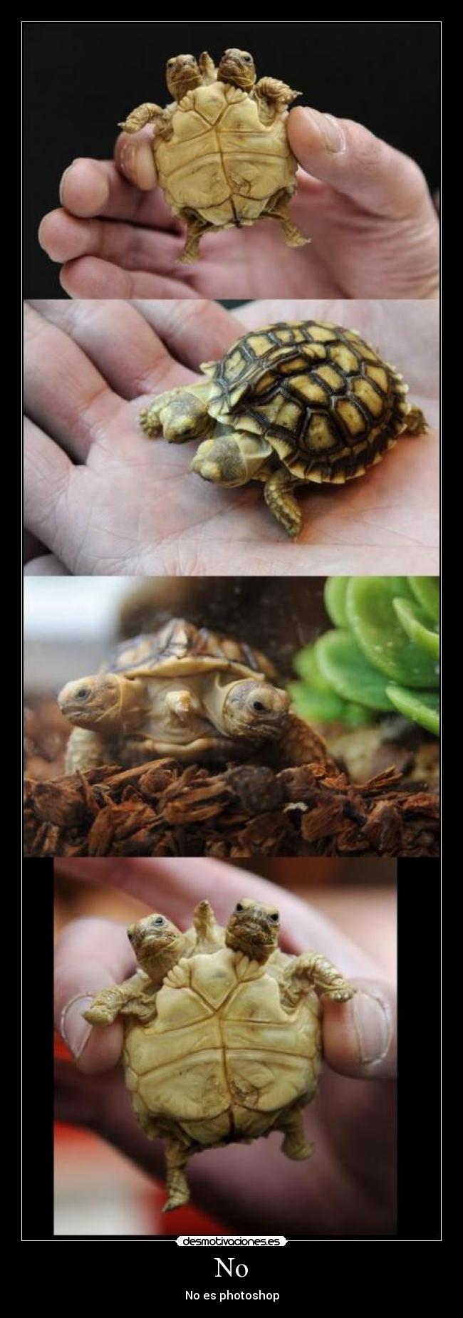 No - No es photoshop
