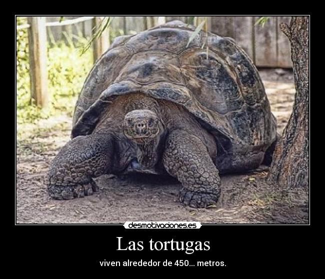 Las tortugas - viven alrededor de 450... metros.