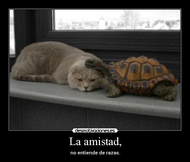 La amistad, -