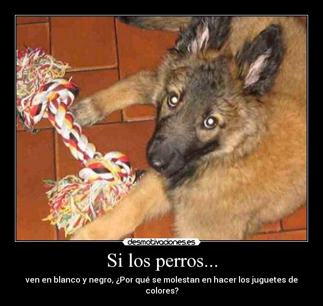 Si los perros... - ven en blanco y negro, ¿Por qué se molestan en hacer los juguetes de colores?