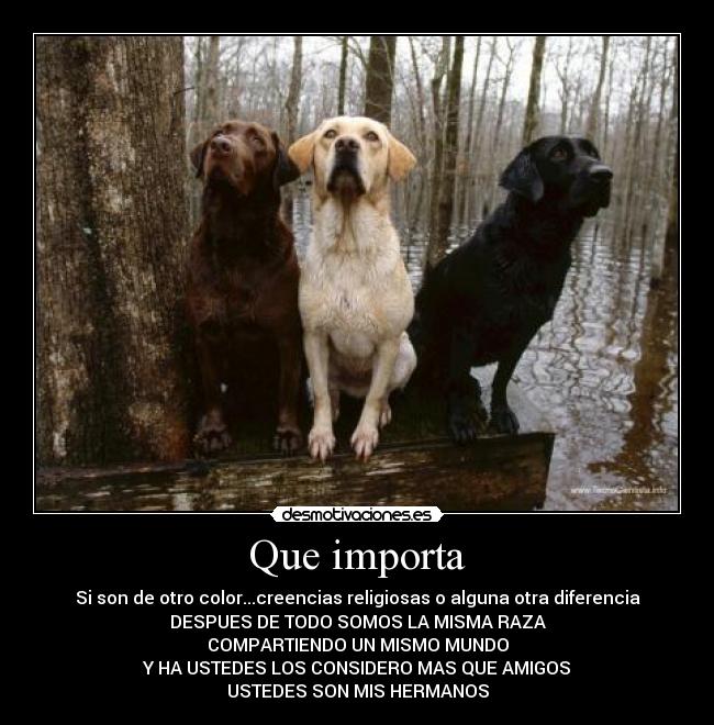 carteles perro desmotivaciones