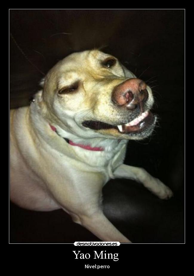 Yao Ming - Nivel:perro