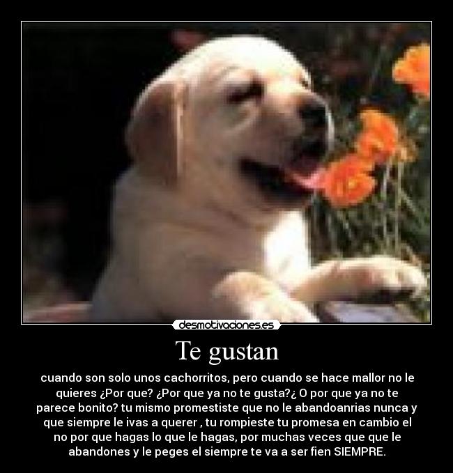 Te gustan - 