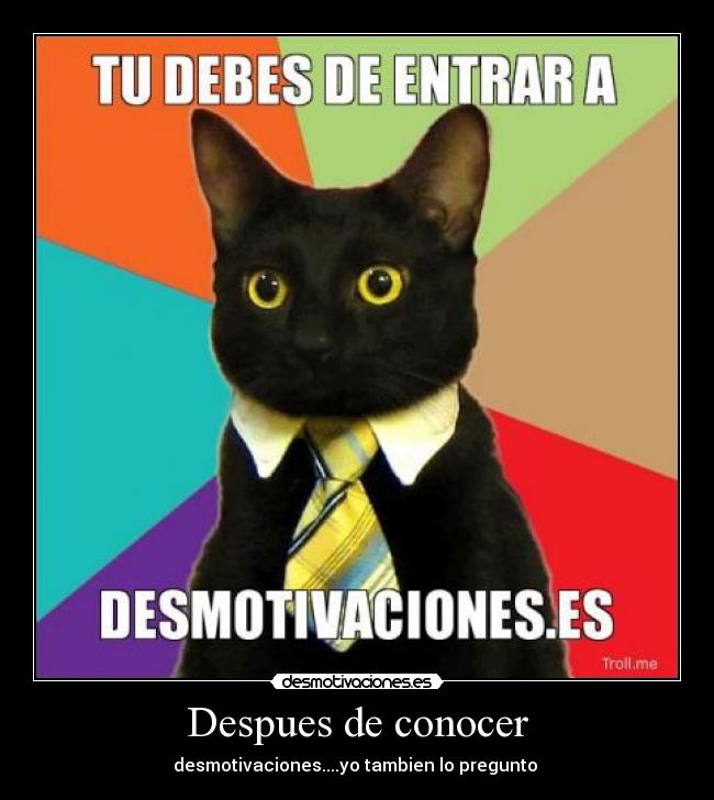 carteles gato desmotivaciones