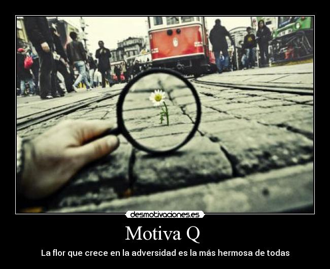 Motiva Q  - 