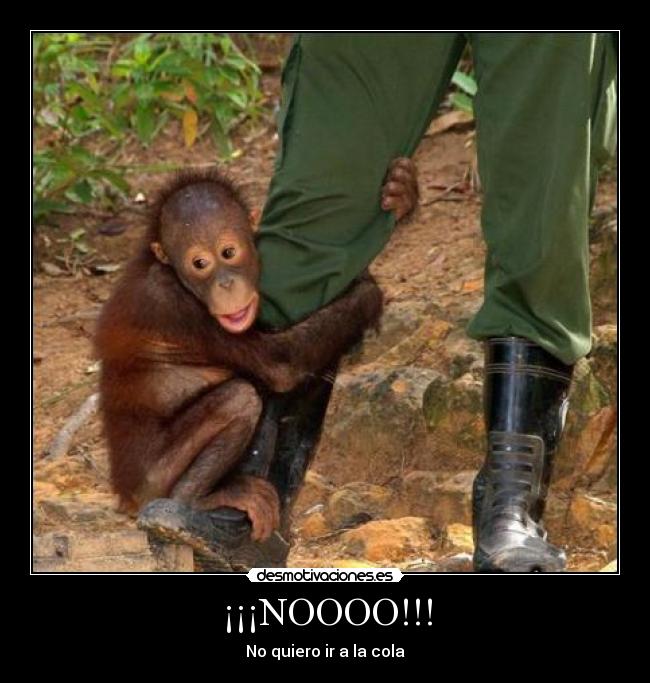 ¡¡¡NOOOO!!! - 