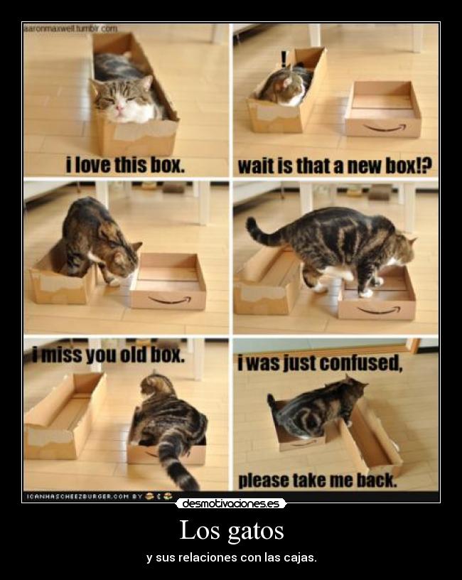 Los gatos - 