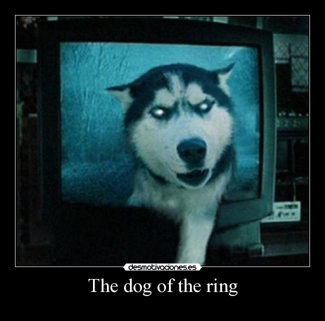 The dog of the ring -