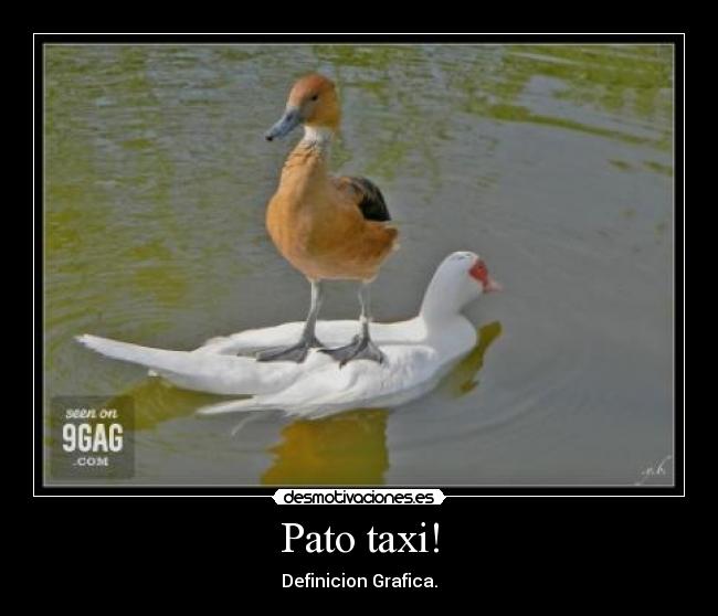 Pato taxi! - Definicion Grafica.