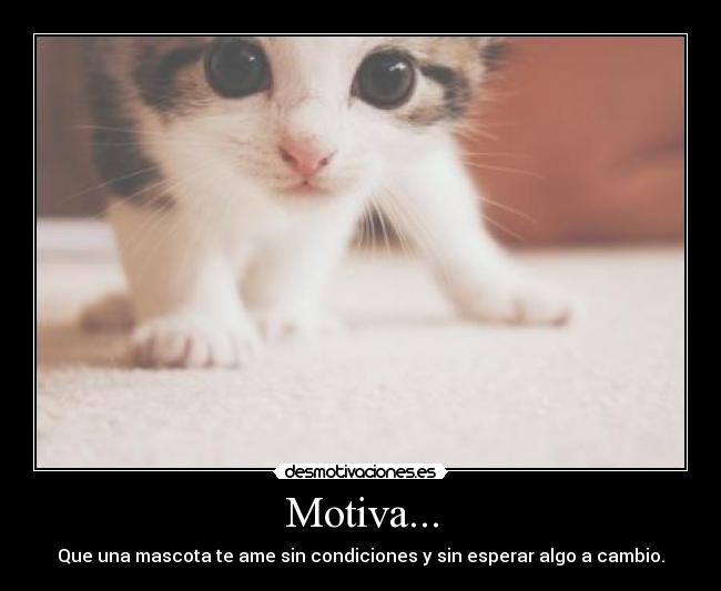 Motiva... - Que una mascota te ame sin condiciones y sin esperar algo a cambio.