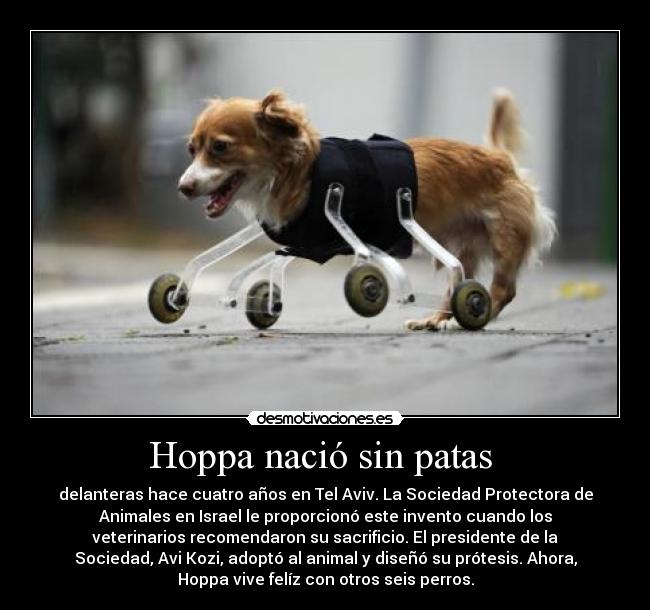 Hoppa nació sin patas - delanteras hace cuatro años en Tel Aviv. La Sociedad Protectora de
Animales en Israel le proporcionó este invento cuando los
veterinarios recomendaron su sacrificio. El presidente de la
Sociedad, Avi Kozi, adoptó al animal y diseñó su prótesis. Ahora,
Hoppa vive felíz con otros seis perros.