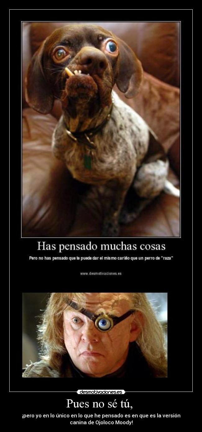 carteles alastor moody perro desmotivaciones