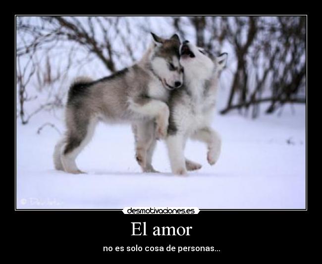El amor - 