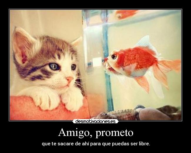 Amigo, prometo - 