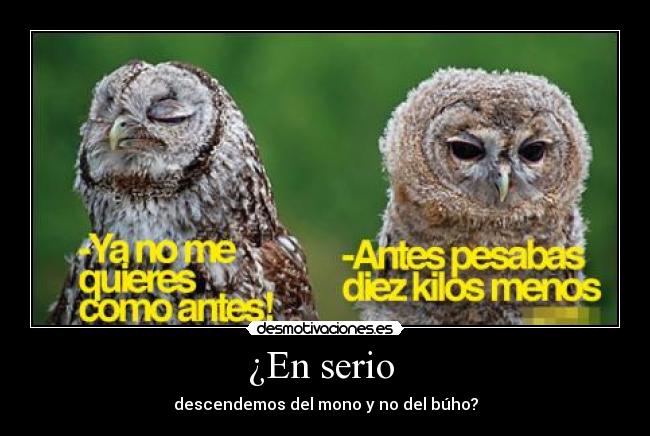¿En serio - descendemos del mono y no del búho?