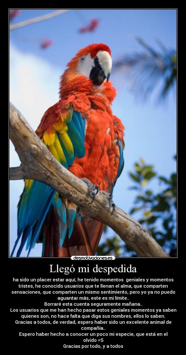 Llegó mi despedida - ha sido un placer estar aquí, he tenido momentos  geniales y momentos
tristes, he conocido usuarios que te llenan el alma, que comparten
sensaciones, que comparten un mismo sentimiento, pero yo ya no puedo
aguantar más, este es mi límite..
Borraré esta cuenta seguramente mañana..
Los usuarios que me han hecho pasar estos geniales momentos ya saben
quienes son, no hace falta que diga sus nombres, ellos lo saben.
Gracias a todos, de verdad, espero haber sido un excelente animal de
compañía..
Espero haber hecho a conocer un poco mi especie, que está en el
olvido =S
Gracias por todo, y a todos