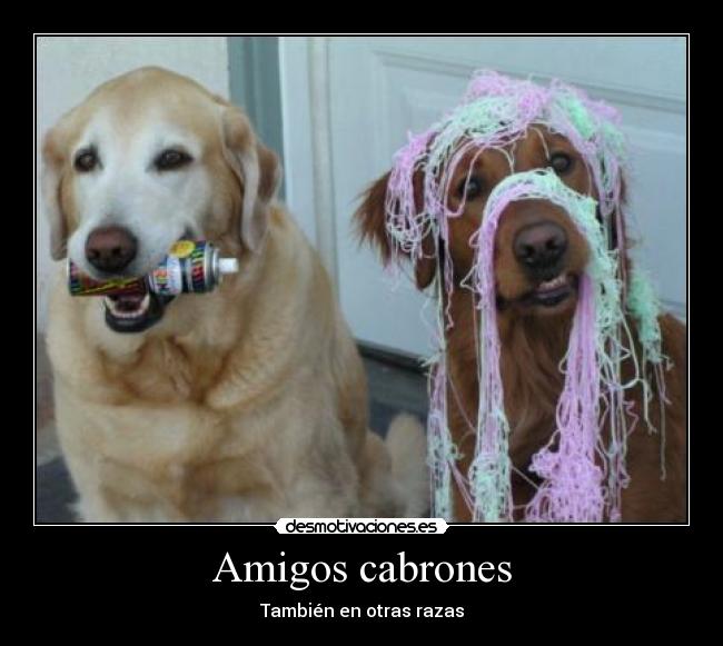 carteles amigos perro spray cabron desmotivaciones