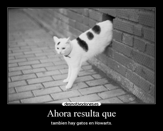 Ahora resulta que - tambien hay gatos en Howarts.