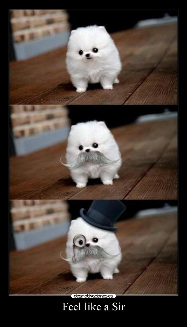 Feel like a Sir -