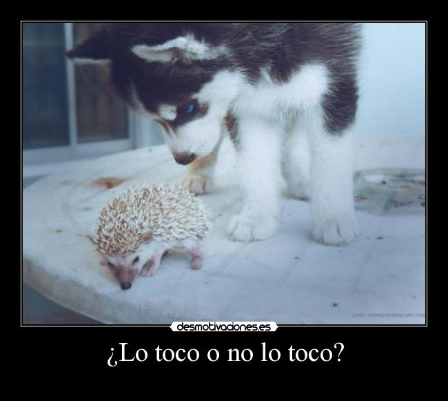 ¿Lo toco o no lo toco? -