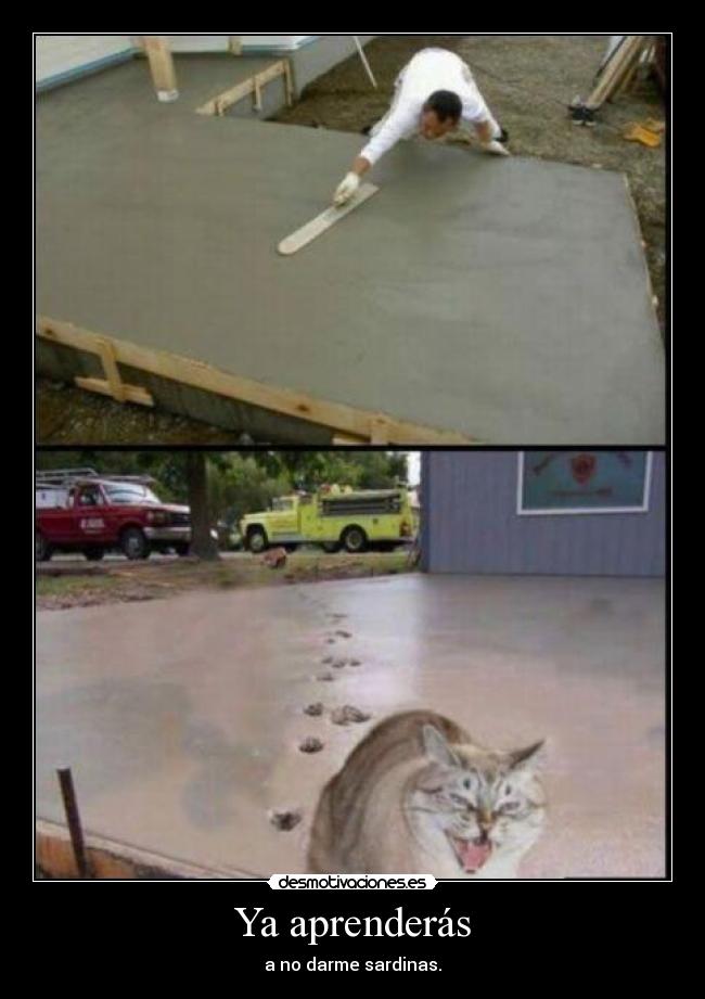 Ya aprenderás - a no darme sardinas.