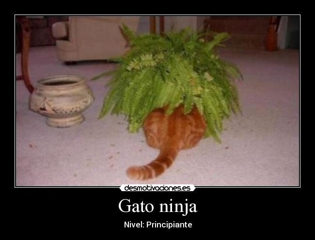 Gato ninja - Nivel: Principiante