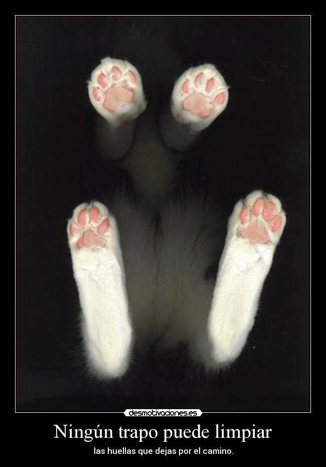 carteles cat desmotivaciones