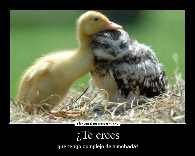 carteles almohada desmotivaciones