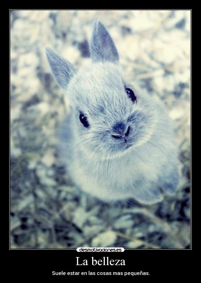La belleza -