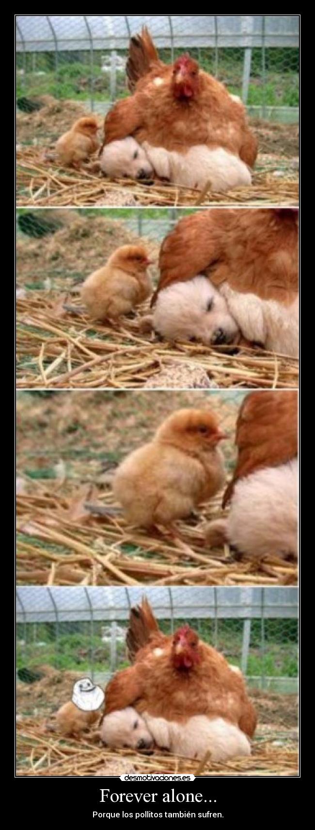 Forever alone... - Porque los pollitos también sufren.