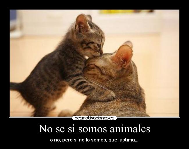 No se si somos animales - 