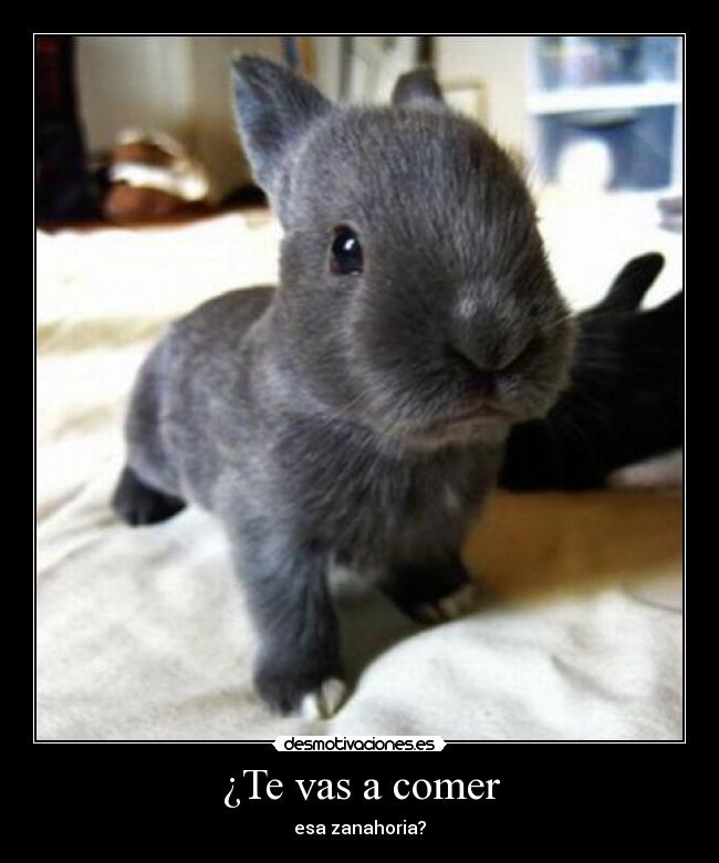 ¿Te vas a comer - 