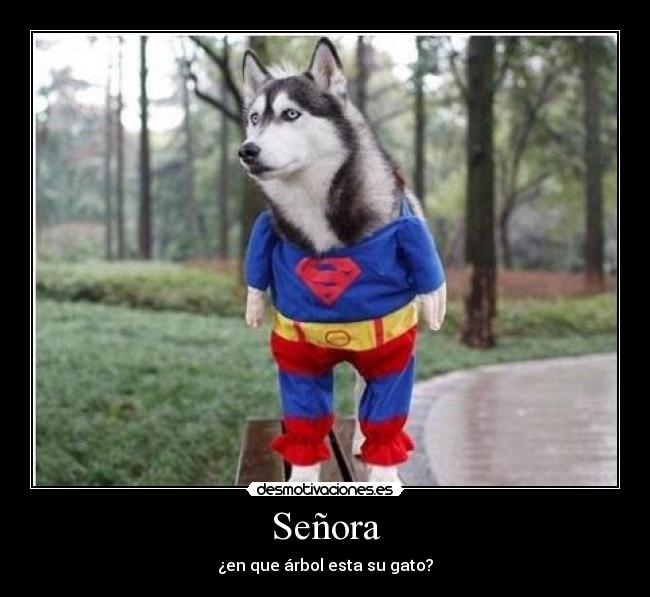 Señora - ¿en que árbol esta su gato?