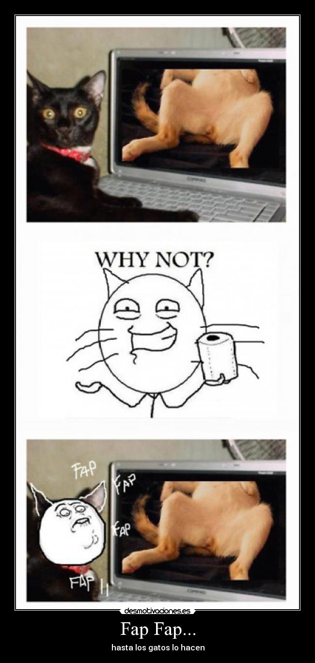 Fap Fap... - hasta los gatos lo hacen