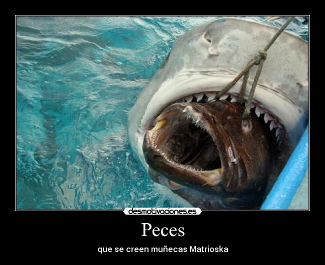 Peces - 