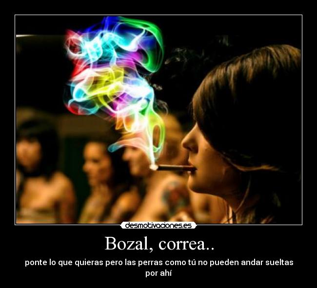 Bozal, correa.. - ponte lo que quieras pero las perras como tú no pueden andar sueltas por ahí